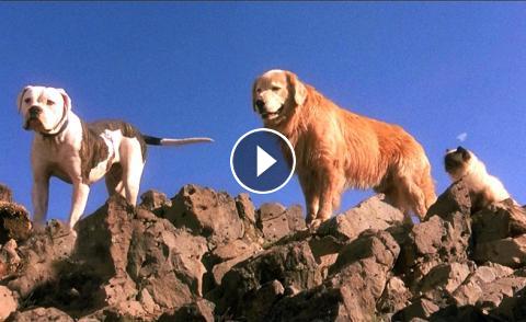 6. Phim Homeward Bound: The Incredible Journey (1993) - Về nhà cùng lũ chó và mèo phiêu lưu kỳ thú (1993)